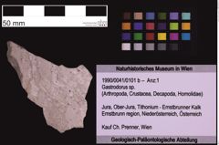 Foto (Objekt + Etiketten) von Gastrodorus sp. (NHMW-GEO-1990-0041-0101b)